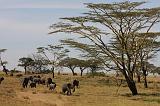 TANZANIA - Serengeti National Park - Elefanti - 03